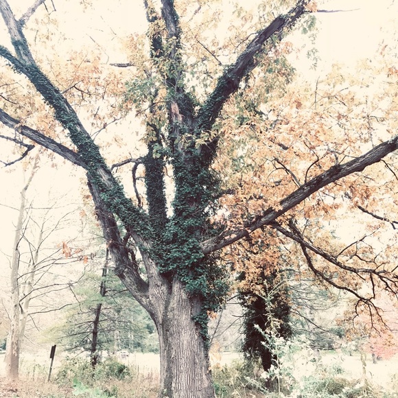 Meet your Posher, Jessica - Picture 1 of 1